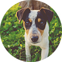 animal-dental-care_3things_1