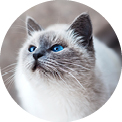 animal-dental-care_3things_2