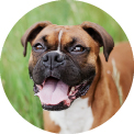 animal-dental-care_3things_3